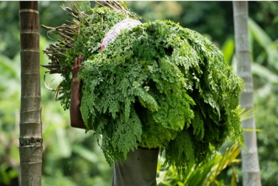 SUPER FOOD MORINGA LEAF